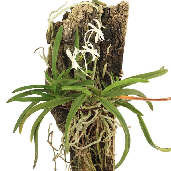 （山野草）フウキラン（富貴蘭）　コルク付き（１株）（休眠状態）