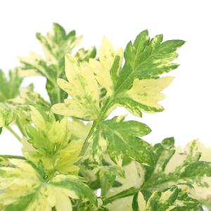 (観葉植物)ヨモギ(蓬) 斑入り 3号(1ポット)の商品画像