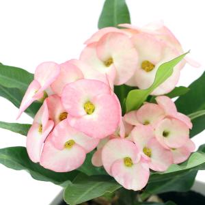 （観葉植物）ユーフォルビア　花キリン　八福神　３．５〜４号（１鉢）｜chanet