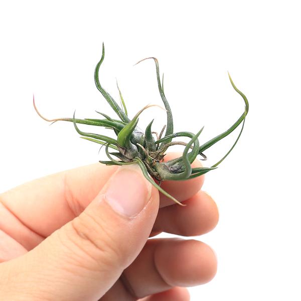 （観葉植物）エアープランツ　チランジア　ブルボーサ　ミニブラジル　ボール（１株）