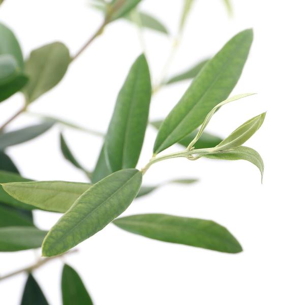 （観葉植物）果樹苗　オリーブの木　ひなかぜ　３〜３．５号（１ポット）　家庭菜園