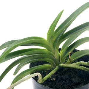 (観葉植物)洋ラン アスコフィネチア ライオン...の詳細画像1