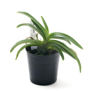 (観葉植物)洋ラン アスコフィネチア ライオン...の詳細画像2