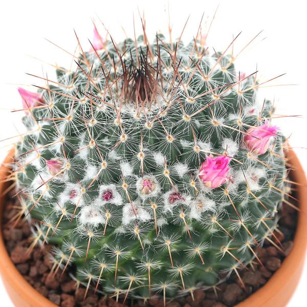 （多肉植物）素焼鉢　サボテン　マミラリア　霧墨（キリズミ）　３号（１鉢）