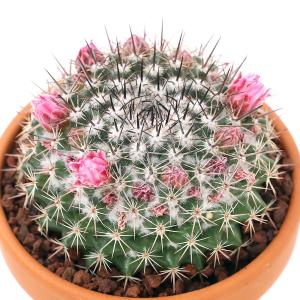 多肉植物）サボテン ロビビア スキリアナ 3号（1鉢） : チャーム