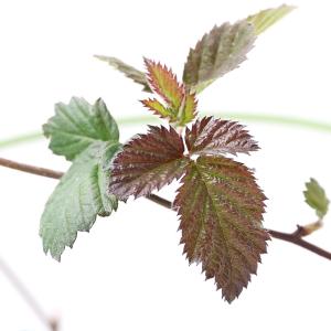 低木果実 花 ガーデニング の商品一覧 通販 Yahoo ショッピング