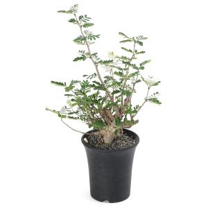 観葉植物）一点物 センナ メリディオナリス 実生株 5号（1鉢