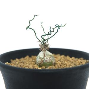 オーニソガラム球根の商品一覧 通販 Yahoo ショッピング