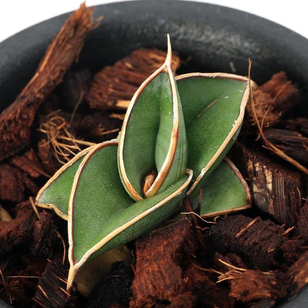 （観葉植物）サンスベリア　ロリダ　２〜２．５号（１鉢）