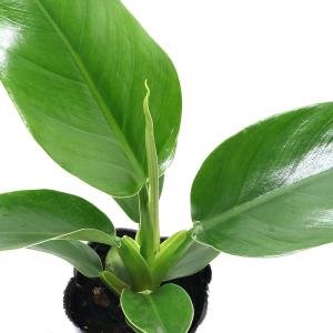 フィロデンドロン インペリアルグリーン 観葉植物 の商品一覧 花 ガーデニング 通販 Yahoo ショッピング