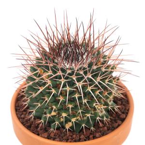 ☆王冠竜☆ フェロカクタス　8号　美株　3 サボテン サボテン：フェロカクタス 王冠竜 実生*幅3cm ☆早川氏実生