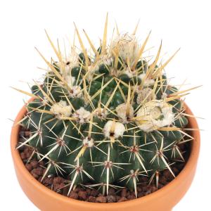 サボテン：メロカクタス 飛雲 実生*幅4.5cm ※傷がある場合があります