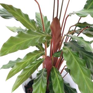 カラテア 観葉植物 花 ガーデニング の商品一覧 通販 Yahoo ショッピング