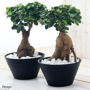 観葉植物）ヒドノフィツム フォルミカルム（wrinkle tuber