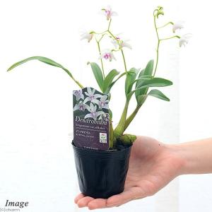 (観葉植物)洋ラン デンドロビウム キンギアナ...の詳細画像1