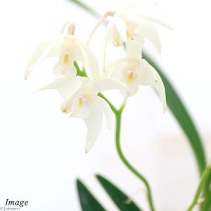 観葉植物）洋ラン エランギス ルテオアルバ コルク付き（1個