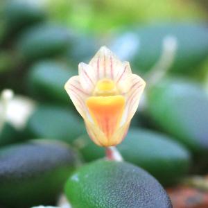 （観葉植物）洋ラン　デンドロビウム　リチェナストラム　２．５〜３号（１ポット）