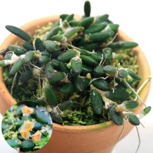 (観葉植物)洋ラン デンドロビウム リチェナス...の詳細画像1