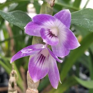 観葉植物：ピロシア ロンギフォリア*底面給水ポット : 遊恵盆栽 Yahoo
