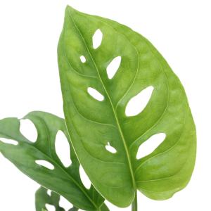 (観葉植物)マドカズラ (モンステラ フリードリ...の商品画像