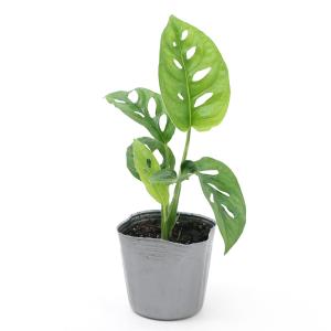 (観葉植物)マドカズラ (モンステラ フリード...の詳細画像1