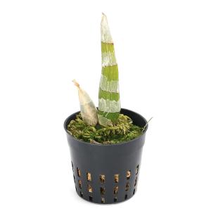 (観葉植物)洋ラン フレッドクラーケアラ アフ...の詳細画像1