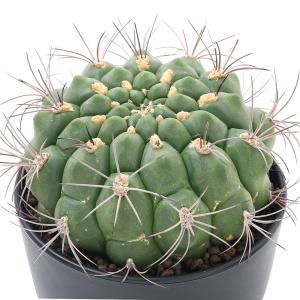 本日値下げ！　エリオシケ　極光丸　ギムノカリキウム ストリグリアナム　セット 本日値下げ！ エリオシケ 極光丸 ギムノカリキウム ストリグリア