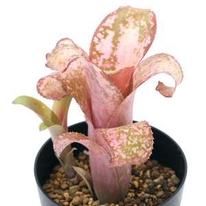 食虫植物）一点物 ウツボカズラ ネペンテス ボッシアナ×エドワード