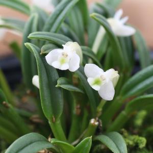 （観葉植物）洋ラン　カデチア　ｓｐ．　３号（１鉢）
