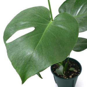 （観葉植物）モンステラ アダンソニー ４号（１鉢）