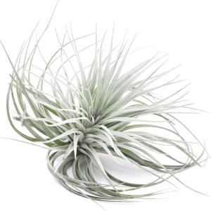 (観葉植物)エアープランツ チランジア コット...の詳細画像1