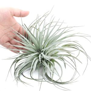 (観葉植物)エアープランツ チランジア コット...の詳細画像2