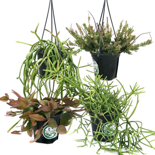 （観葉植物）リプサリス　品種おまかせ　吊り鉢タイプ　４号（１鉢）