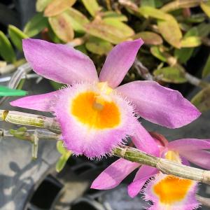 (観葉植物)洋ラン デンドロビウム ロディゲシー...の商品画像