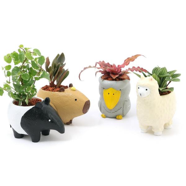 （観葉植物）おまかせミニ観葉　癒しアニマル　鉢おまかせ（１鉢）セラミス