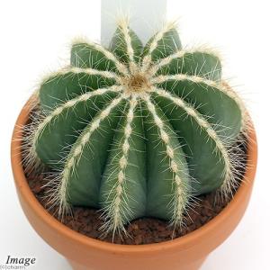 金鯱群生、棘無王冠竜群生2株セット　フェロカクタス、エキノカクタス、希少！ 金鯱群生、棘無王冠竜群生2株セット フェロカクタス、エキノ