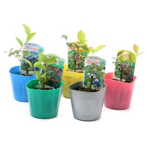 （観葉植物）果樹苗　ブルーベリー（ラビットアイ系）　３号（１ポット）