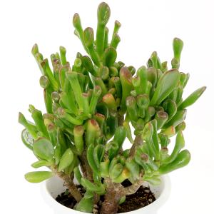 多肉植物）クラッスラ 紀ノ川錦 2．5号（1鉢） : チャーム charm