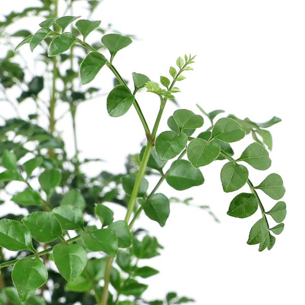 （観葉植物）シマトネリコ　６〜７号（１鉢）