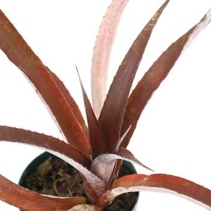 観葉植物）品種おまかせ タンクブロメリア 子株（1株） : チャーム