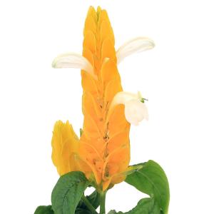 ロドレイア 竹下性 （矮性ロドレイア ピンク花） : 日本花卉