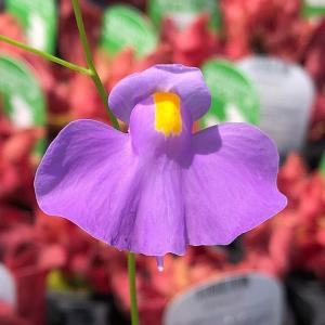 チャーム（charm） （食虫植物）ウトリクラリア ネルンビフォリア