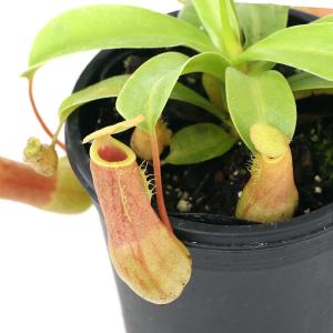 【2本植え】食虫植物 ネペンテス・ビーチ バリオ ウツボカズラ 楽天市場】（食虫植物）一点物 ウツボカズラ ネペンテス ビーチ