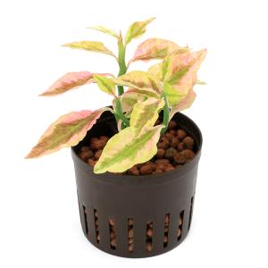 (観葉植物)ハイドロ苗9φ・Lサイズ ペディラ...の詳細画像1
