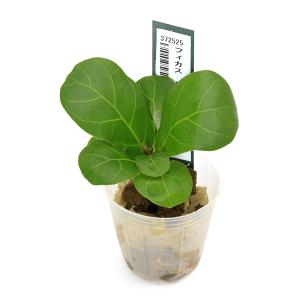 送料無料 カシワバゴム ゴムの木 フィカス リラータ 10号 観葉植物 10