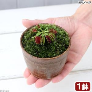 （食虫植物）苔盆栽　ハエトリソウ　穴有益子焼植木鉢　還元（１鉢）　山苔｜chanet