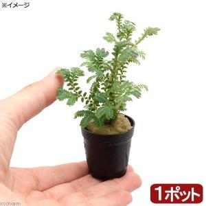 山野草）シダ（羊歯）クロガネシダ（黒鉄羊歯） 3号（1ポット）常緑