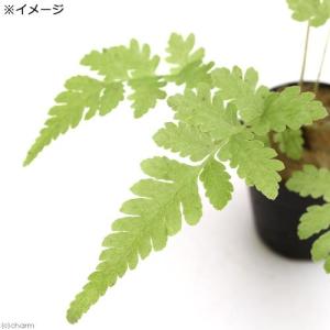 (テラリウム)ビバリウムプランツ おまかせシダ...の詳細画像2