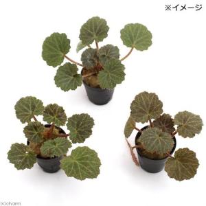 (テラリウム)ビバリウムプランツ ユキノシタ(...の詳細画像1