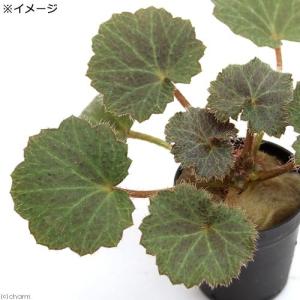 (テラリウム)ビバリウムプランツ ユキノシタ(...の詳細画像2